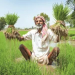 धान उत्पादन